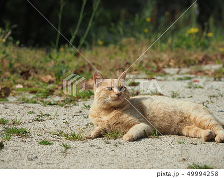 茶トラ・野良猫 49994258