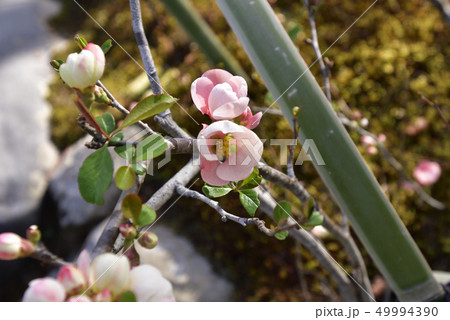 天龍寺 百花苑 木瓜 天龍寺 百花苑 木瓜 49994390