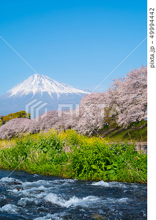 龍巌淵の桜 龍巌淵の桜 49994442