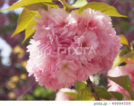 八重桜 49994509