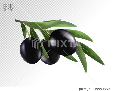 Isolated olives. Three black olive fruits on a branch with leaves isolated on transparent background Isolated olives. Three black olive fruits on a branch with leaves isolated on transparent background 49994552