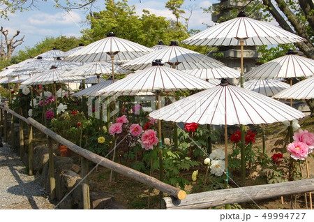 長岡京市の古寺の庭に咲く牡丹の花には「日焼け止め」なのか傘に覆われています 49994727