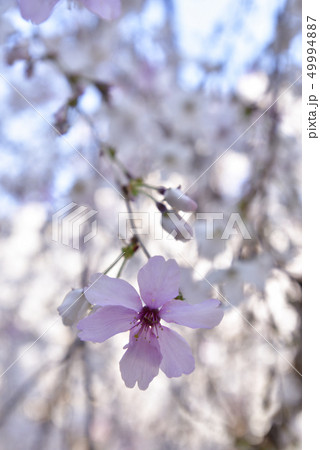 六角堂（頂法寺）　御幸桜 49994887