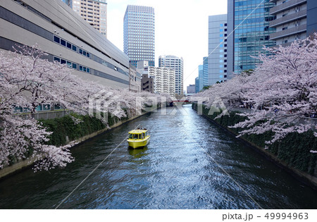 目黒川の桜（山本橋から見た御成橋） 49994963