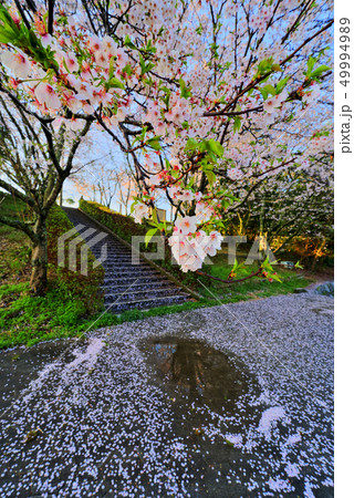 桜散る頃 雨上がりの写真素材 [49994989] - PIXTA