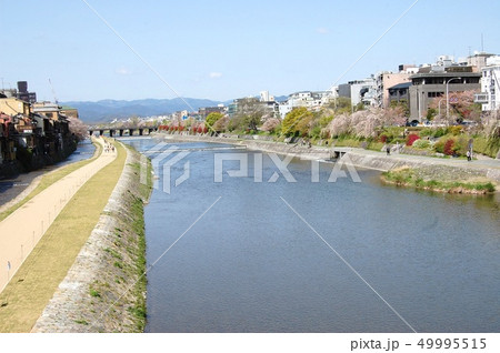 京都の春は鴨川の風景から。水緩み、川辺には多くの花が咲き乱れます 49995515