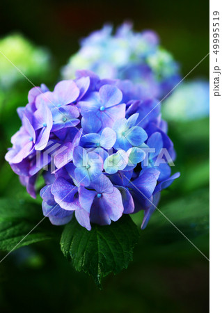 雨上り、アジサイの花 雨上り、アジサイの花 49995519