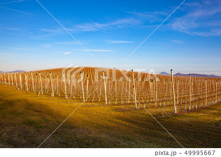 Apple Orchard Rows in spring. Apple Orchard Rows in spring. 49995667