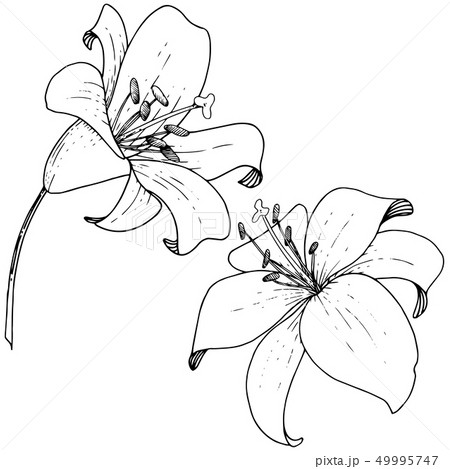 Vector Lily floral botanical flower. Engraved ink art on white background. Isolated lilium Vector Lily floral botanical flower. Engraved ink art on white background. Isolated lilium 49995747