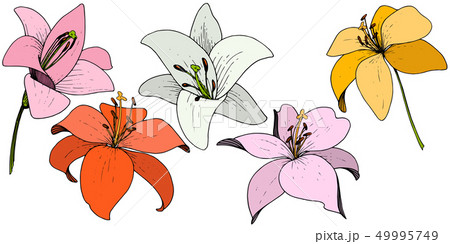 Vector Lily floral botanical flower. Engraved ink art on white background. Isolated lilium 49995749