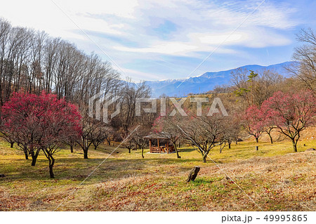 【山梨県甲斐市】早春の敷島梅の里 49995865