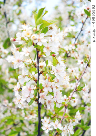 Flowers on a branch 49995992