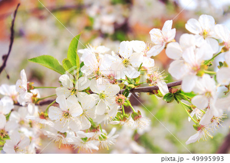 Branch with flowers 49995993