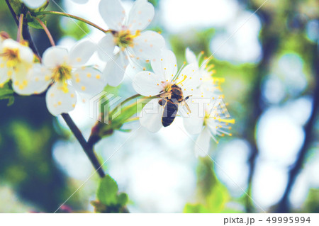 The bee collects the nectar 49995994