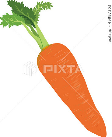 人参のイラスト素材