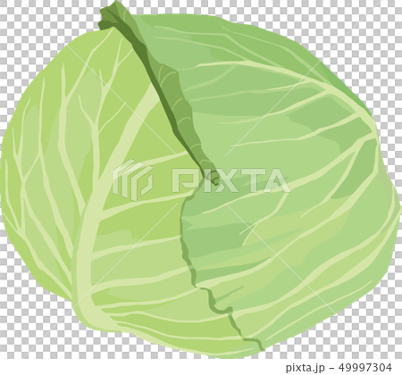 キャベツのイラスト素材