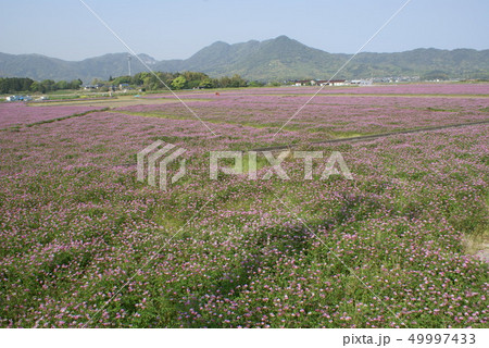 れんげの花 れんげの花 49997433