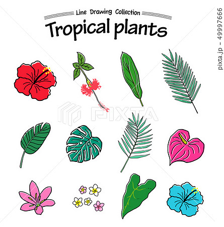 夏の熱帯植物 手描きアイコンセット のイラスト素材