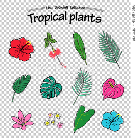 夏の熱帯植物 手描きアイコンセット 夏の熱帯植物 手描きアイコンセット 49997666