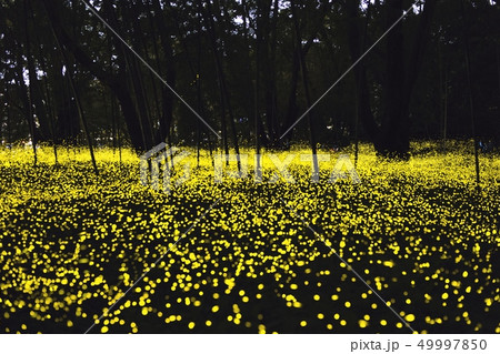 【静岡県御殿場】ヒメボタルの乱舞 49997850
