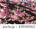 河津桜［静岡県河津町］ 49998062