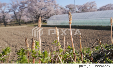 福島県郡山市 笹原川千本桜 つくし 桜背景の写真素材