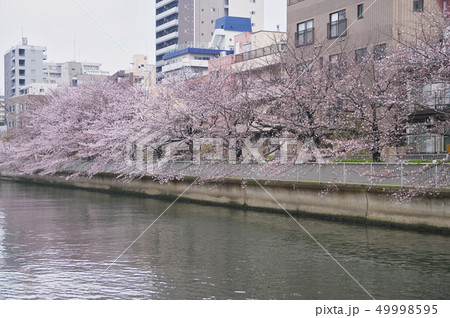 大横川の桜並木　巴橋 49998595