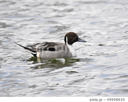 オナガガモ 49998630