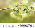 桜　鬱金 49998791