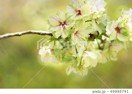 桜 鬱金 桜 鬱金 49998791