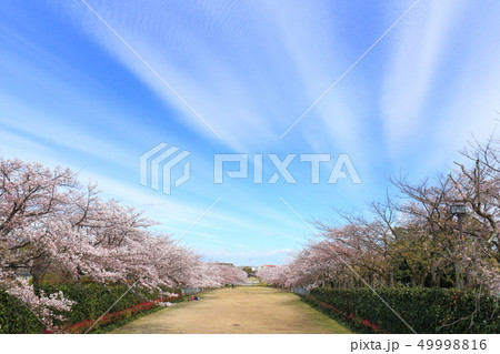 多摩市奈良原公園 桜と雲 多摩市奈良原公園 桜と雲 49998816