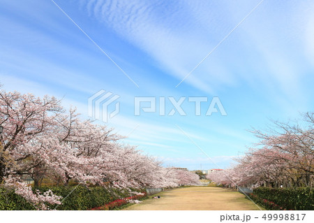 多摩市奈良原公園 桜と雲 多摩市奈良原公園 桜と雲 49998817