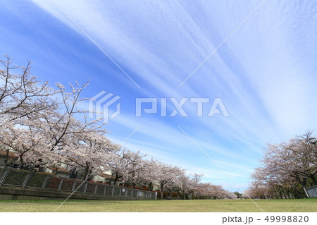 多摩市奈良原公園 桜と雲 多摩市奈良原公園 桜と雲 49998820