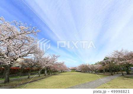 多摩市奈良原公園　桜と雲 49998821