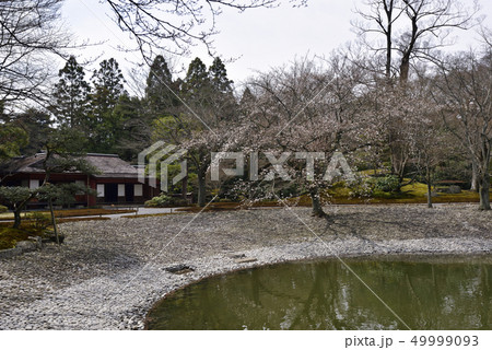 仙洞御所　醒花亭と南池の桜の馬場 49999093