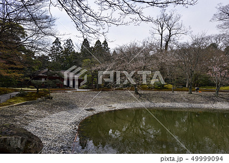仙洞御所　醒花亭と南池の桜の馬場 49999094