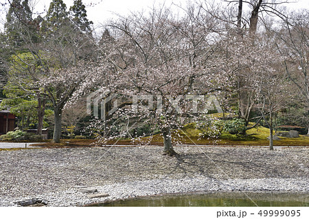 仙洞御所　南池の桜の馬場 49999095