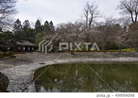 仙洞御所　醒花亭と南池の桜の馬場 49999098