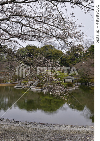 仙洞御所　南池の桜の馬場 49999101