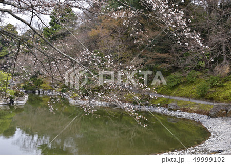 仙洞御所　南池の桜の馬場 49999102