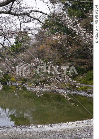 仙洞御所　南池の桜の馬場 49999104