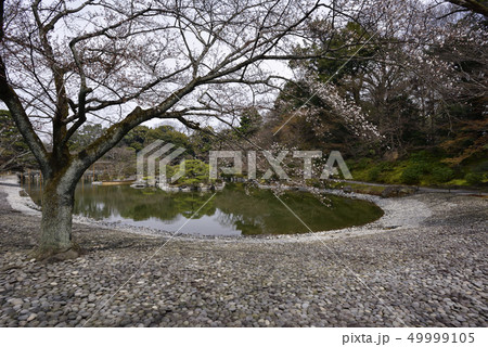 仙洞御所 南池の桜の馬場 仙洞御所 南池の桜の馬場 49999105