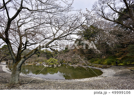 仙洞御所 南池の桜の馬場 仙洞御所 南池の桜の馬場 49999106
