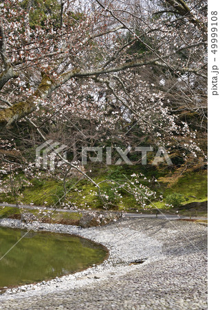 仙洞御所 南池の桜の馬場 仙洞御所 南池の桜の馬場 49999108