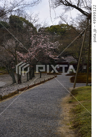 仙洞御所 醒花亭と南池の桜の馬場 仙洞御所 醒花亭と南池の桜の馬場 49999122