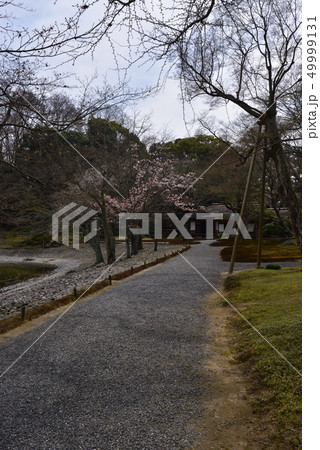 仙洞御所 醒花亭と南池の桜の馬場 仙洞御所 醒花亭と南池の桜の馬場 49999131