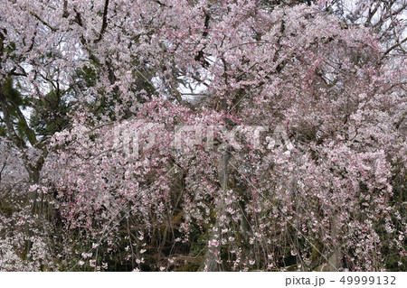 京都御苑 近衛邸跡の枝垂れ桜 京都御苑 近衛邸跡の枝垂れ桜 49999132