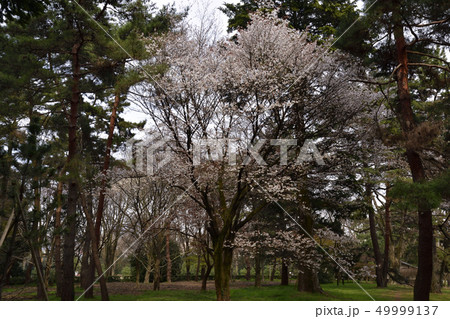 京都御苑 桜 京都御苑 桜 49999137