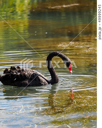 A black swan with a red beak is swimming in pond  49999245