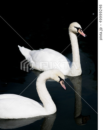 Two White Swan float on black water. Cygnus olor Two White Swan float on black water. Cygnus olor 49999246